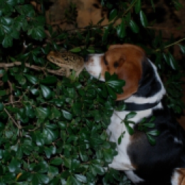 Beaglen optræder i "Bloddiamanten." Mht. frøer henvises der til Brdr. Grimm Foto: N. Cajus