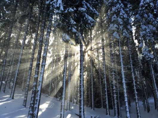 sun, snowy, forest